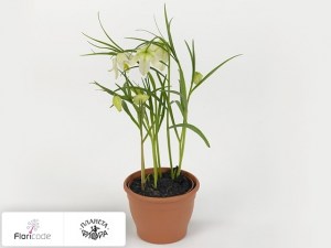 flori/ryabchik-shahmatnyy-alba14411