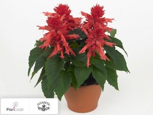flori/salviya-sverkayuschaya-vista-rose14432