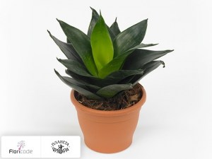 flori/sansevieriya-trehpolosnaya-jade14481