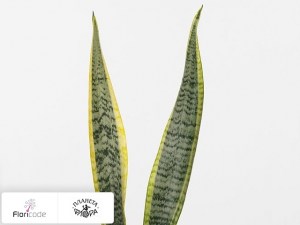 flori/sansevieriya-trehpolosnaya-laurentii14476
