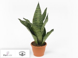 flori/sansevieriya-trehpolosnaya-robusta14482