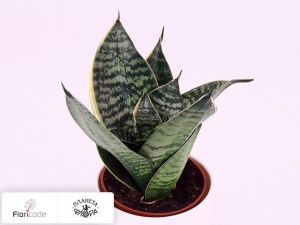 flori/sansevieriya-trehpolosnaya-yellow-stripe14499
