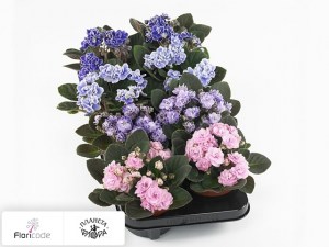 flori/senpoliya-inova-wave-gemengd14560