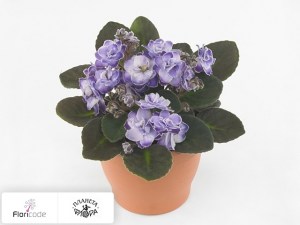 flori/senpoliya-inova-wave-lila-wave14558