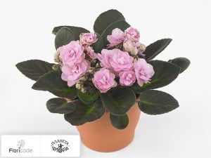 flori/senpoliya-inova-wave-pink-wave14559