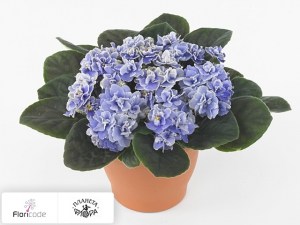 flori/senpoliya-inova-wave-sky-wave14549