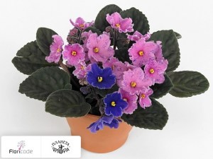 flori/senpoliya-inova-xtra-carnaval14574