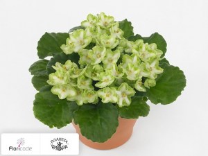 flori/senpoliya-inova-xtra-the-green14580