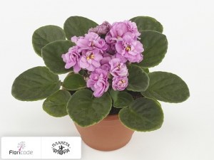 flori/senpoliya-rosanne-britt14566