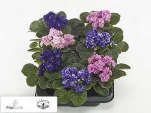 flori/senpoliya-rosanne-gemengd14567