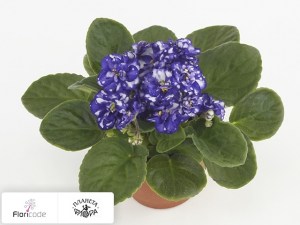 flori/senpoliya-rosanne-lotte14564