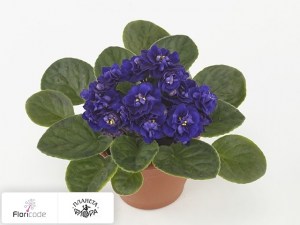 flori/senpoliya-rosanne-meike14565