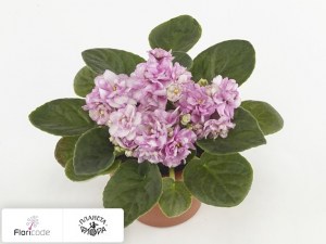 flori/senpoliya-rosanne-puck14563