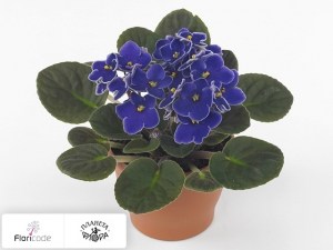 flori/senpoliya-silver-city-rotterdam14534