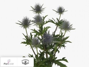 flori/sinegovnik-magical-anita14616