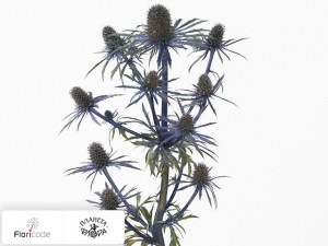 flori/sinegovnik-magical-star14609