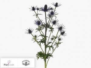 flori/sinegovnik-purple-surprise14607