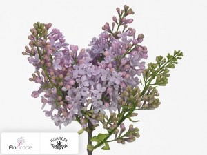 flori/siren-obyknovennaya-pink-suzan14664