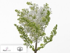 flori/siren-obyknovennaya-virgin-white14662
