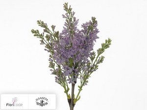 flori/siren-obyknovennaya-wedgwood-blue14661