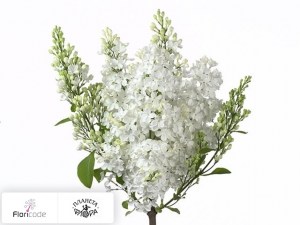 flori/siren-obyknovennaya-white-sire14682