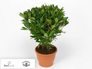 flori/skimmiya-yaponskaya-sensation14705
