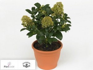 flori/skimmiya-yaponskaya-smits-kyara14696
