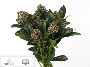 flori/skimmiya-yaponskaya-smits-spider-per-bos14726