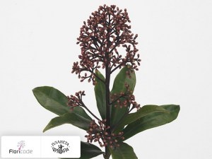 flori/skimmiya-yaponskaya-subsp-reevesiana-magical-winterred14719