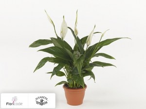 flori/spatifillyum-sweet-felina14904