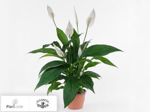 flori/spatifillyum-sweet-gino14895