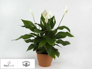 flori/spatifillyum-sweet-mattheo14919