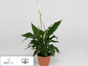 flori/spatifillyum-sweet-rocco14872