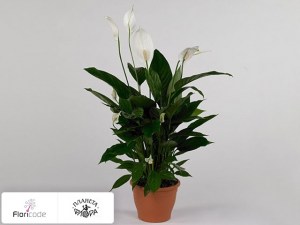 flori/spatifillyum-topaz-cupido14925