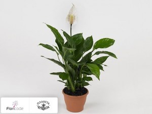 flori/spatifillyum-x-ray14924
