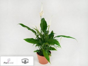 flori/spatifillyum-yess14906