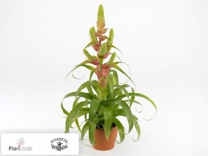 flori/tillandsiya-samantha14972