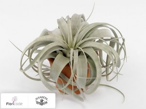 flori/tillandsiya-xerographica14965