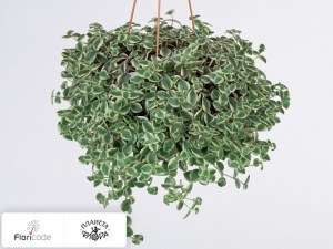 flori/tolstyanka-perforata-marginata15007