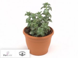 flori/tolstyanka-perforata-x15020