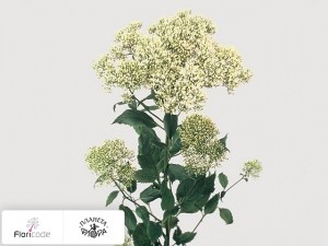 flori/trahelium-goluboy-white-lake-michigan15065