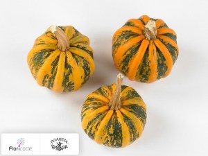 flori/tykva-obyknovennaya-kamo-kamo15101