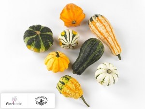 flori/tykva-obyknovennaya-maya-mix15102