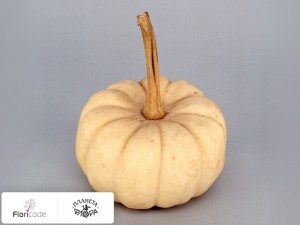 flori/tykva-obyknovennaya-siervruchten-per-stuk-baby-boo15108