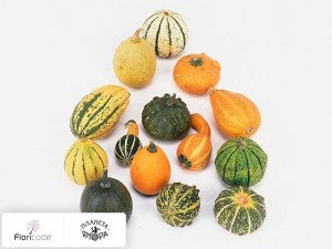 flori/tykva-obyknovennaya-siervruchten-per-stuk-gemengd15115