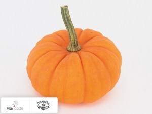 flori/tykva-obyknovennaya-siervruchten-per-stuk-jack-be-little15110