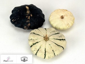flori/tykva-obyknovennaya-siervruchten-per-stuk-patisson-mix15111
