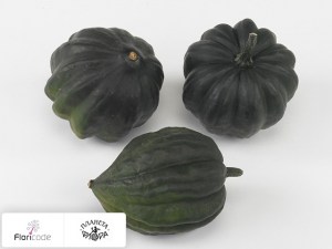 flori/tykva-obyknovennaya-tuffy15103
