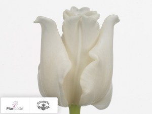 flori/tyulpan-triumf-white-liberstar15302