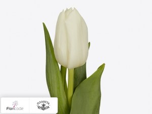 flori/tyulpan-triumf-white-manor15914